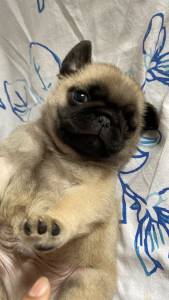 Filhotes de Pug