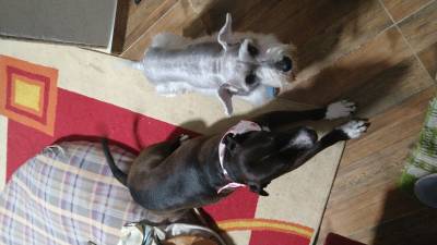 Procuro uma Schnauzer miniatura fmea para cruza