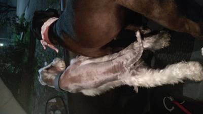 Procuro uma Schnauzer miniatura fmea para cruza