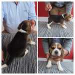 Beagle cantinho vale do lis 