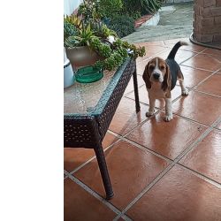 Beagle cantinho vale do lis 