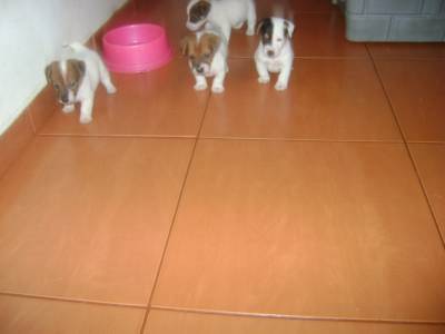 JACK RUSSEL TERRIER