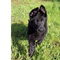 Cachoros Pastor Alemao Puros