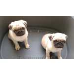 pug carlin muito meiguinho habituado a crianas criado em ambiente familiar