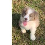 Filhotes de border collie