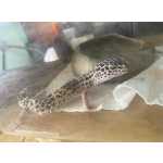 Gecko Leopardo F�mea