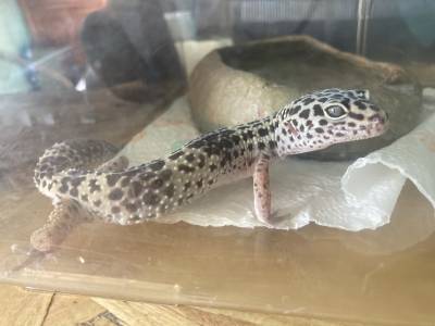 Gecko Leopardo Fmea