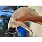 Chihuahua femea blue