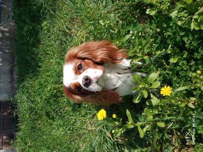 Cavalier King Charles