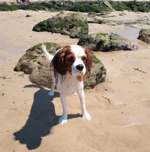 Cavalier King Charles