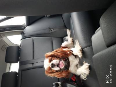 Cavalier King Charles