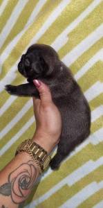 Bulldog Francs