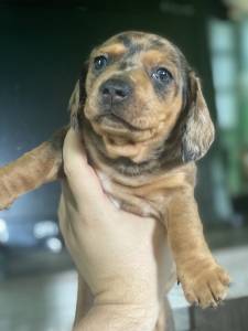 Filhote Linguicinha dachshund arlequim