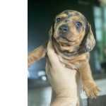 Filhote Linguicinha dachshund arlequim