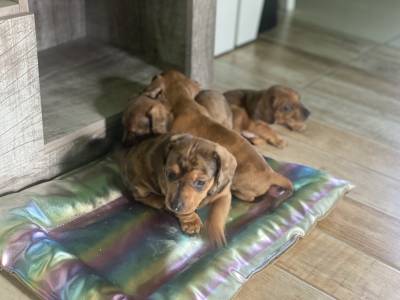 Filhote Linguicinha dachshund arlequim