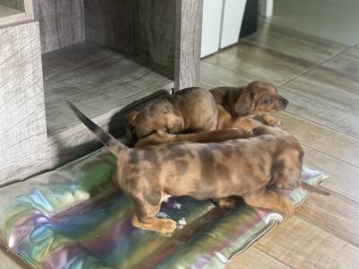 Filhote Linguicinha dachshund arlequim