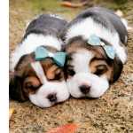 Filhotes de beagle tricolor entregamos
