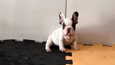 Bulldog francês minúsculo