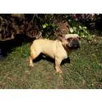 Bulldog Francs jovens filhotes com dez e onze meses