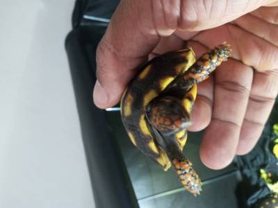Filhotes sadaveis de jabuti piranga parcelamos no carto pix boleto bancrio e dinheiro