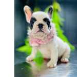 Bulldog frances padr�o da ra�a �  o nosso forte todas as cores