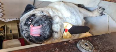 Procurando uma namorada Pug