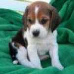 Beagles - Cachorros