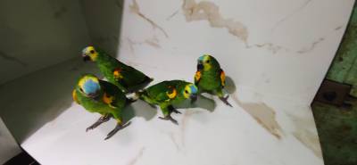 papagaio amazona aestiva xantoptheryx filhos de pais com muito amarelo bebes independentes criado á