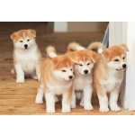 Akita Inu