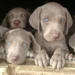Weimaraner
