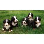 Bernese
