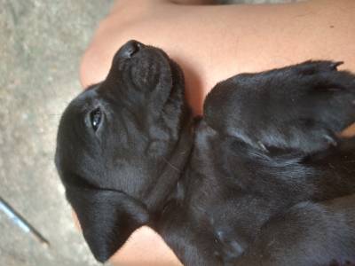 Filhotes Labrador Retriever