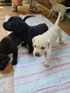 Filhotes Labrador Retriever