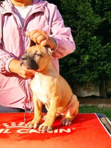 Vende-se Ninhada Cane Corso