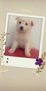 Border collie fmea