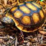 Filhote de tartaruga mansinha nascida em cativeiro