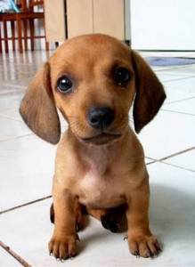 basset teckel