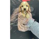Cocker, Venha Conhecer Esses Bebes Maravilhosos