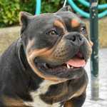 American bully exotic