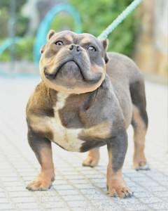 American bully exotic