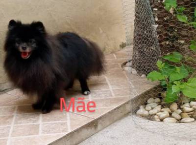 Spitz Alemo anao lulu da pomerania macho laranja RJ