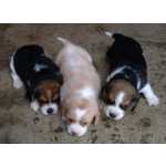 Filhotes beagles