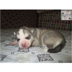 Huskies Siberianos - Quinta Das Capitoas