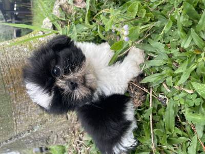 Shih-tzu lindos filhotes disponveis