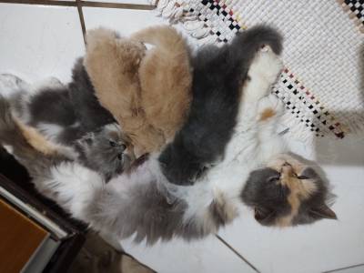 Gato persas