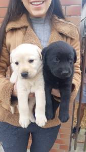 Vende-se filhotes puros de Labrador
