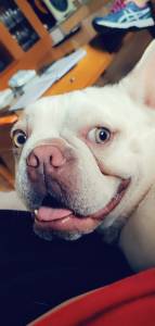Macho buldogue francs lilac tan platinum disponvel para montas