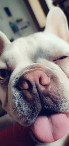 Macho buldogue francs lilac tan platinum disponvel para montas