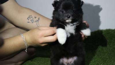 Vende-se FILHOTES  LULU DA POMERANIA