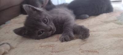 Azul Russo Hipoalergnico  Pedigree